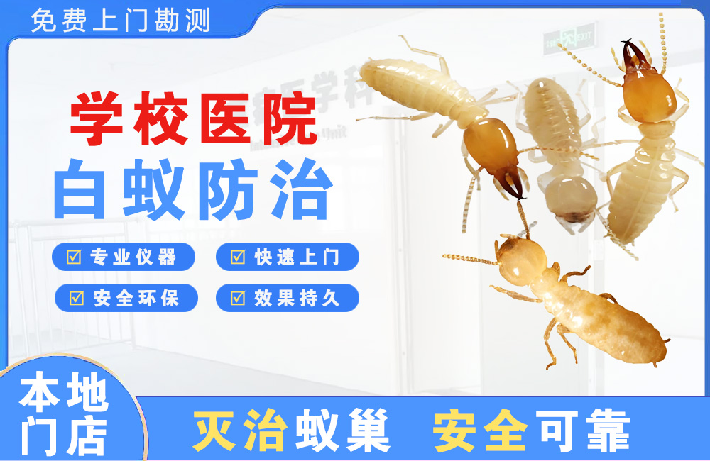 抚州学校医院白蚁防治